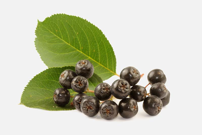 Aronia - Aronia mitschurinii Nero