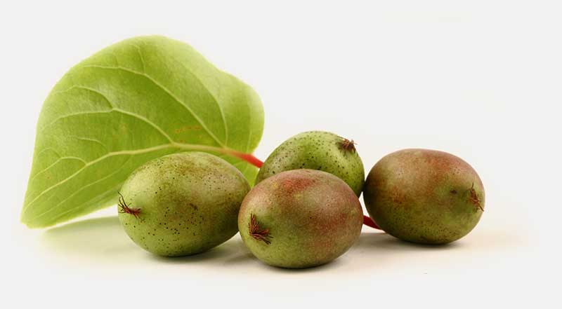 Kiwai - Actinidia arguta Fresh Jumbo