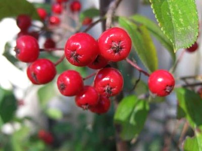 aronia arbutifolia