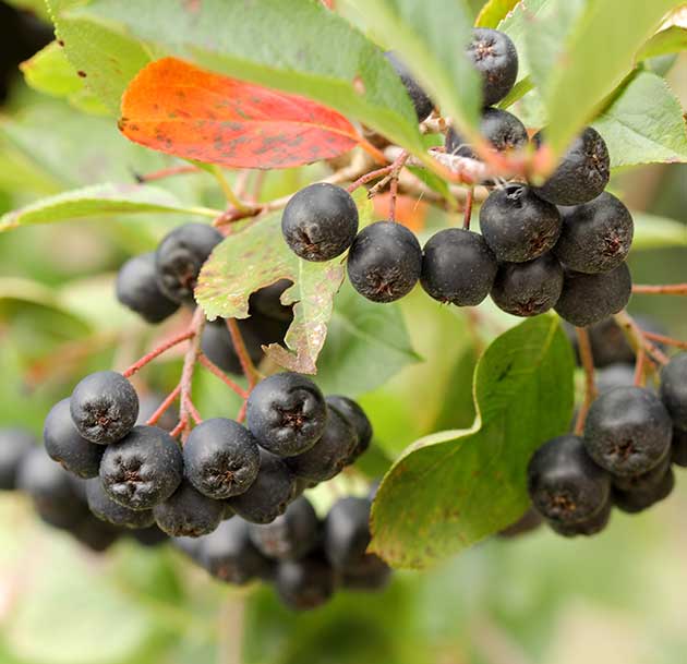 aronia melanocarpa ou mitchurini