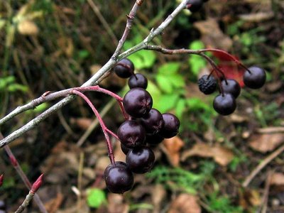 aronia prunifolia