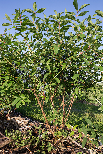 camerisier lonicera aurora en fruit