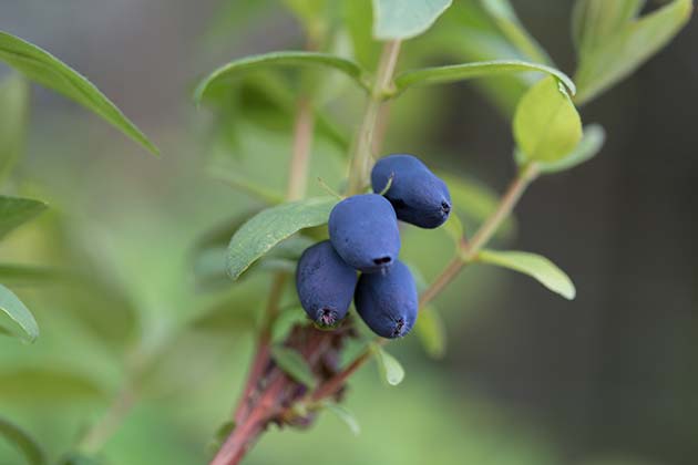 Camerisier lonicera borealis