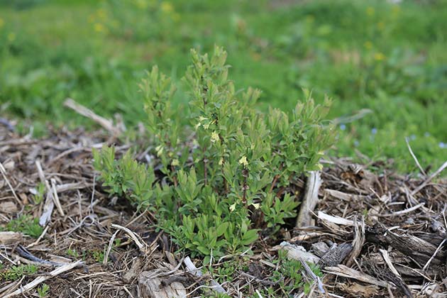 Camerisier indigo gem jeune plant