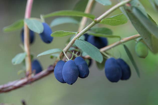 Camerisier indigo Gem fruit baie