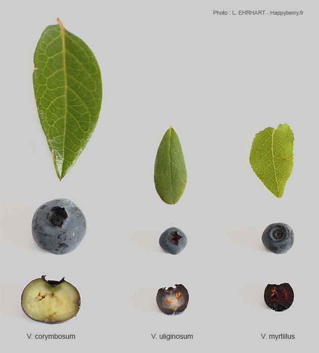 comparaison espece myrtille vaccinium