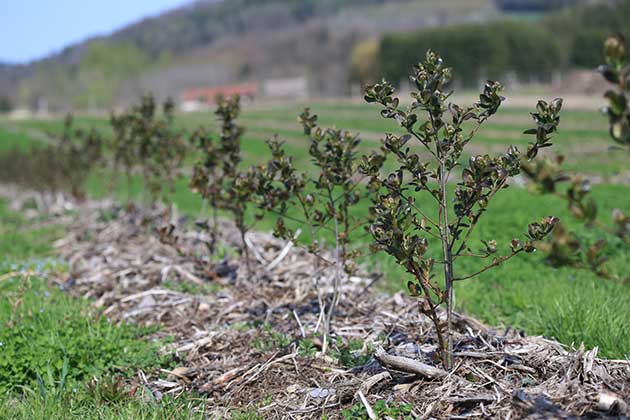 aronia melanocarpa ou mitchurini