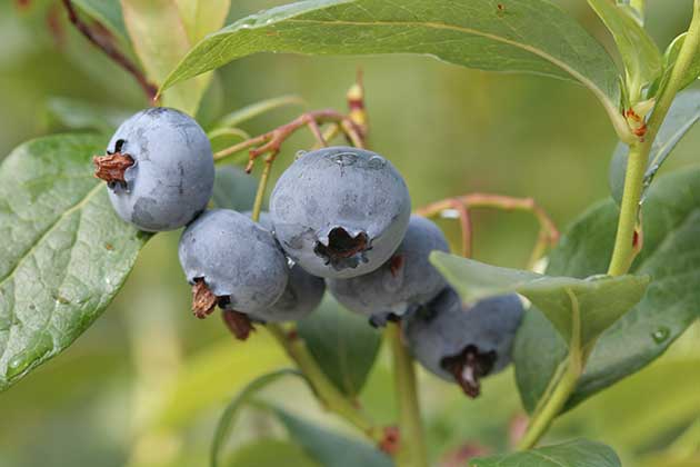 myrtille-chandler-vaccinium-corymbosum