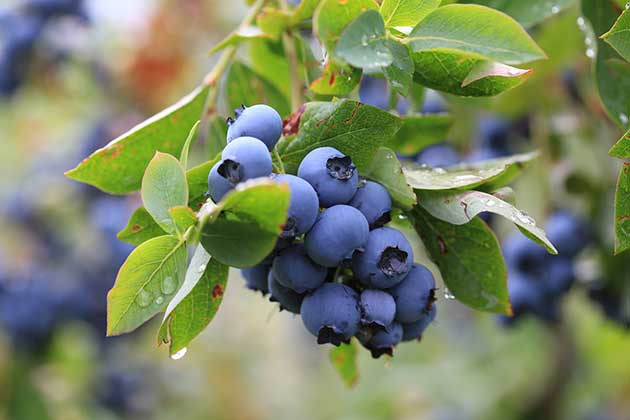 myrtille patriot vaccinium corymbosum happyberry