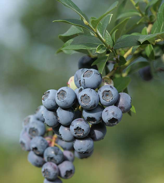 myrtille reka vaccinium corymbosum