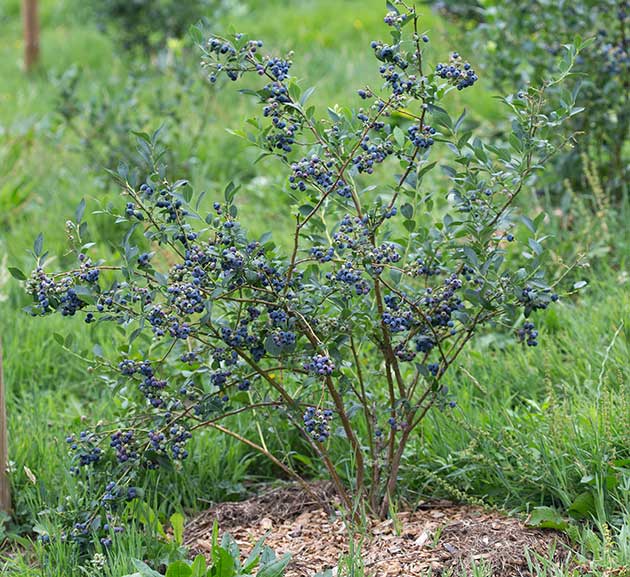 myrtille reka vaccinium corymbosum