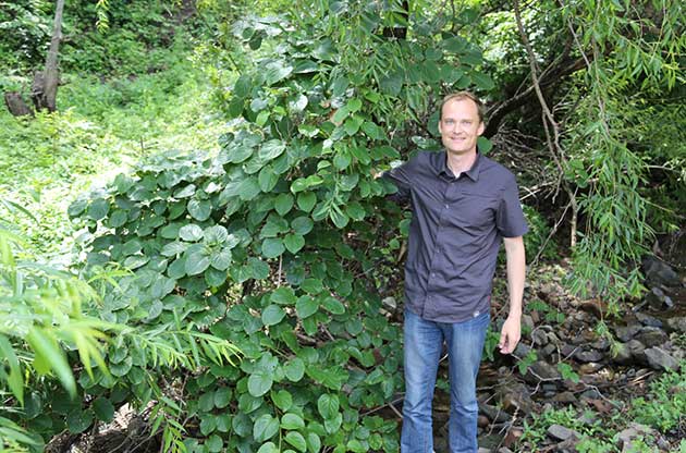 actinidia arguta wild sauvage