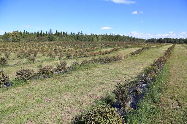 plantation de camerise chevrefeuille bleu au Quebec Saguenay