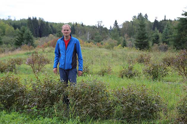 Lionel EHRHART devant une ligne de camerise chevrefeuille bleu au Quebec Saguenay